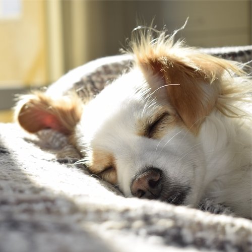 Peaceful Sounds for Dogs
