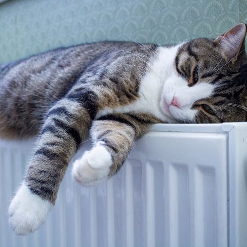 Feline Evening Relax Vibes cover art