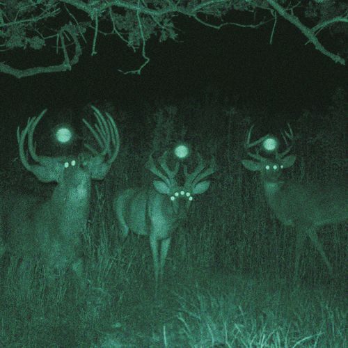 Whispers in the Dark cover art