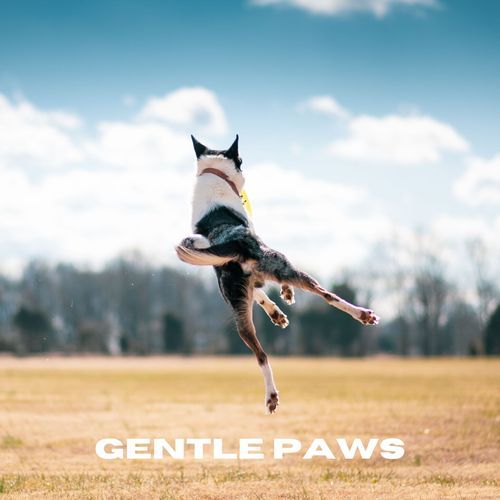 Gentle Paws_poster_image