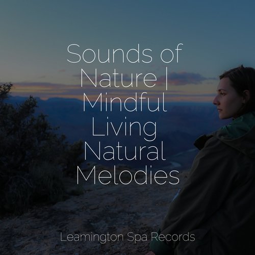 Meditating Music cover art