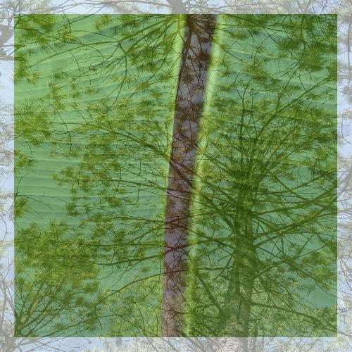 Lichi cover art