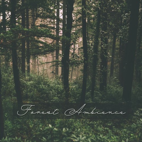 Wolf Sounds cover art