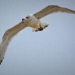 The Sharktank Amphitheater