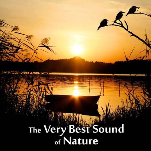 Inspiring Sounds of Nature