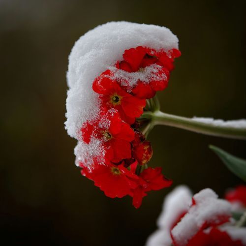 Hot Sugar cover art
