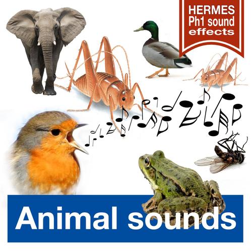 Elephant Trumpet-Ing (Long Version) - Song Download from Animal Sounds  (Long Versions) @ JioSaavn