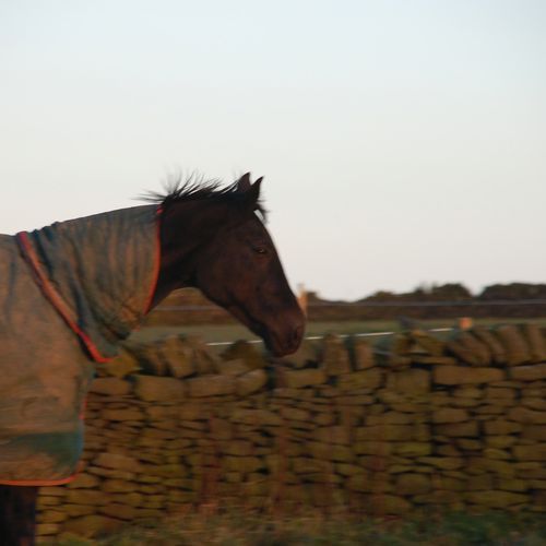 Like a Pony cover art