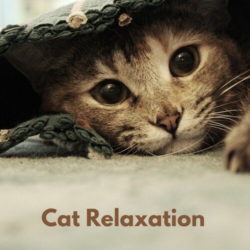 Cat Astrophe cover art