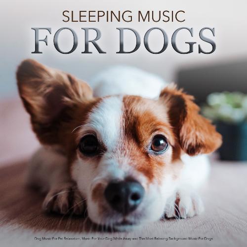 Dog Sleep Academy cover art