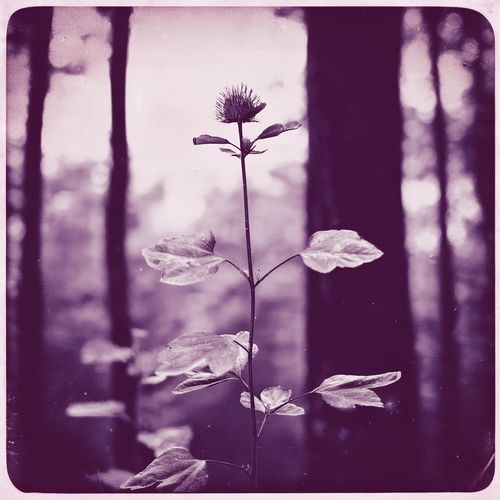 A Forest (Vivianyte Cover) cover art
