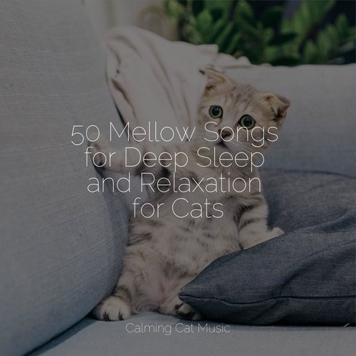 50 Mellow Songs for Deep Sleep and Relaxation for Cats