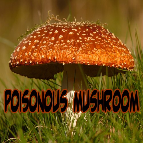 Poisonous Mushroom (Electronic Version)
