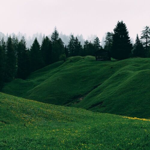 The Violent Wild
