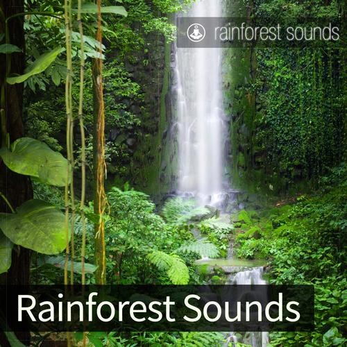 Rainforest Sounds cover art