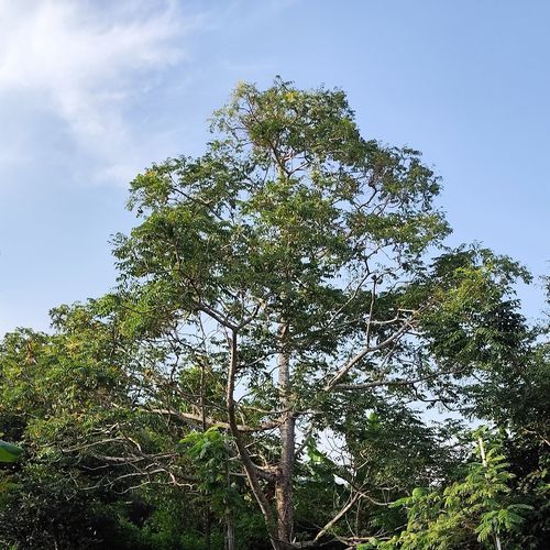Taman nasional cover art