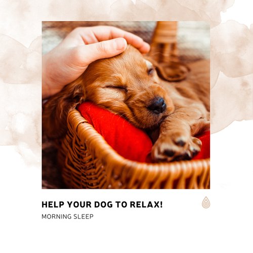 Help Your Dog to Relax! Morning Sleep