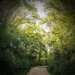 Sounds of Nature Walk with Light Rain to Clear Mind and Relax