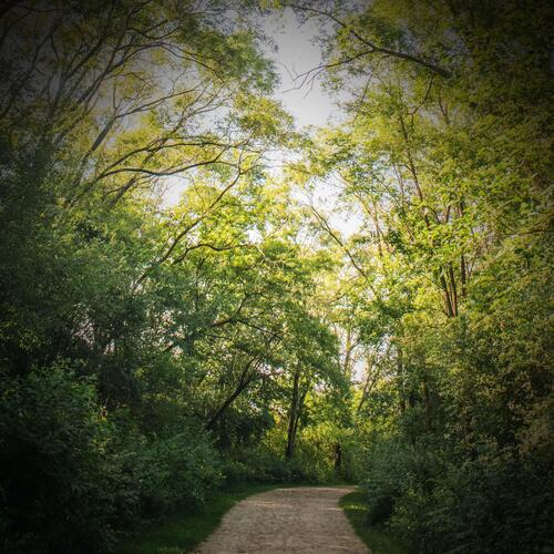 Sounds of Nature Walk with Light Rain to Clear Mind and Relax_poster_image