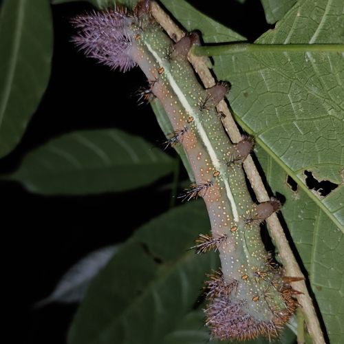 Ants In Your Head