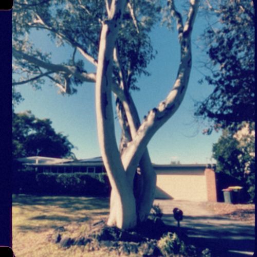 Nature's Symphony cover art