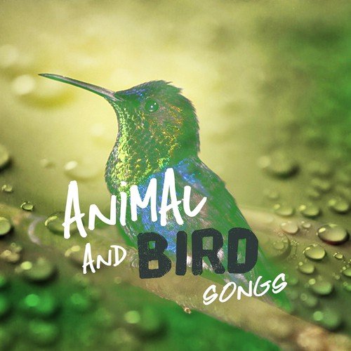 Animal and Bird Songs
