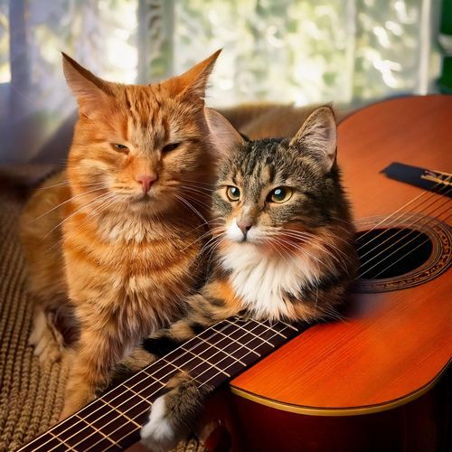 Calm Guitar Cats