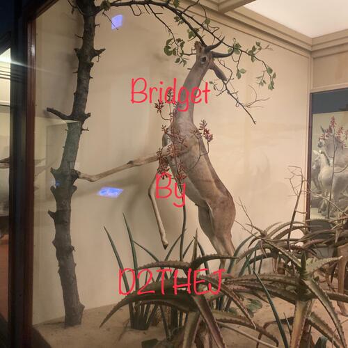 Bridget cover art
