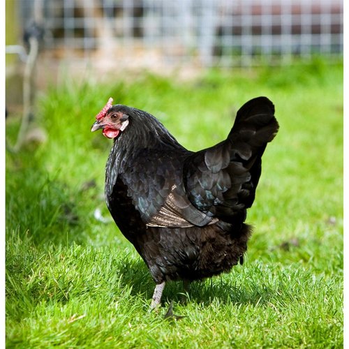 Crow Black Chicken cover art