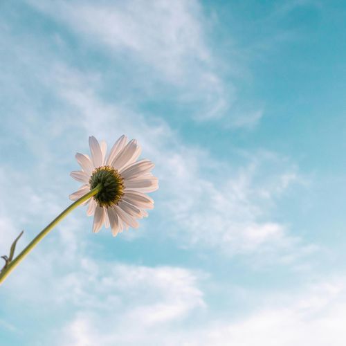Daises (Female Acoustic Version)-okv tunes