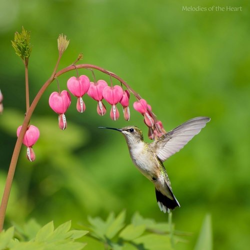 Dancing Fireflies