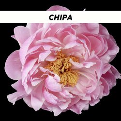 CHIPA