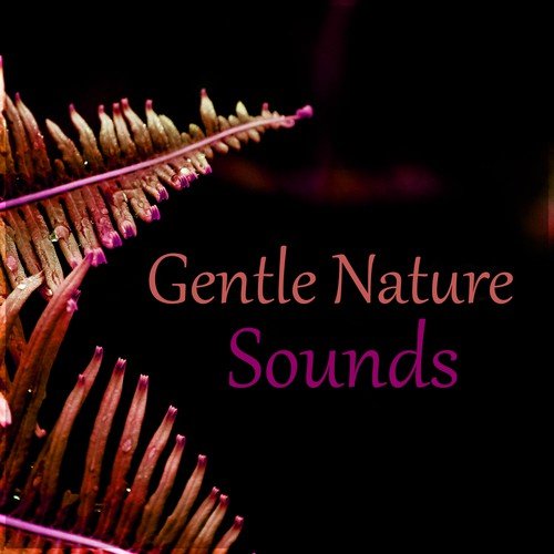 Gentle Nature Sounds – Spirit of Harmony, Calm Music for Relax, Rain Sounds, Water Sounds, Ocean Waves