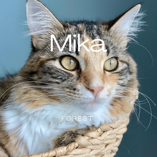 Mika cover art
