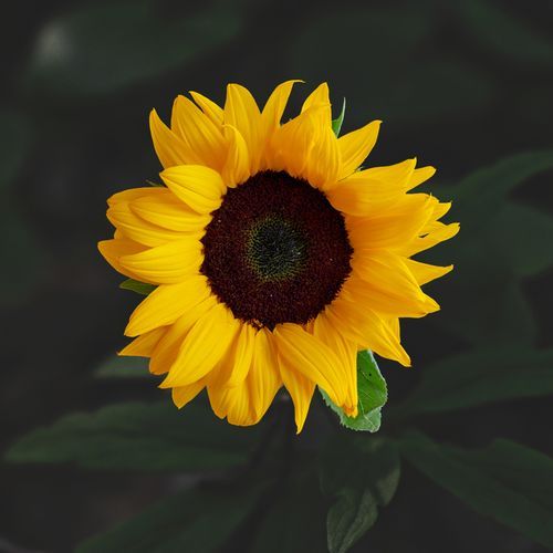 WITHOUT YOU (Extended Mix)