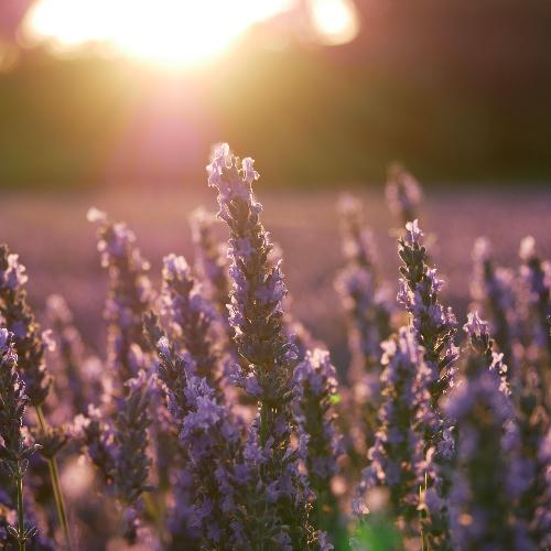 lavender lane