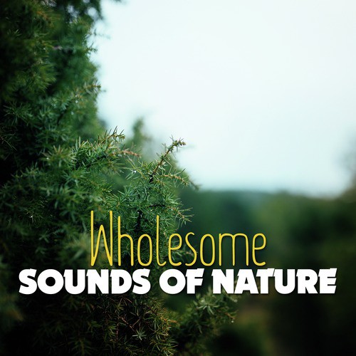 Wholesome Sounds of Nature