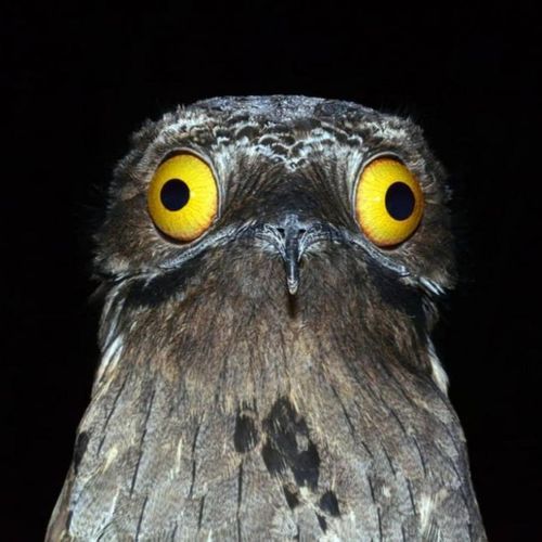 Birdy Flying Birdy cover art