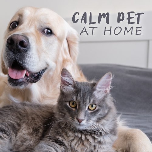 Calm Pet at Home: Sounds that Will Soothe Your Pet