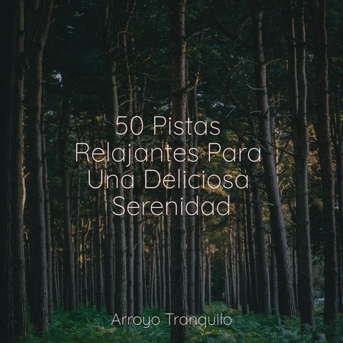 50 Pistas Relajantes Para Una Deliciosa Serenidad