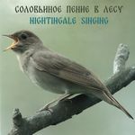 Звуки леса. Соловей (Forest Sounds. Nightingale)