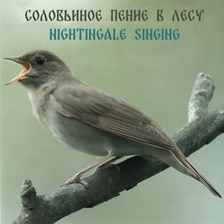 Звуки леса. Соловей (Forest Sounds. Nightingale)