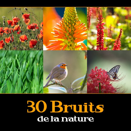 30 Bruits de la nature - Ambiance de la forêt avec bruit de l'eau, Vagues de la mer, Jardin sons_poster_image