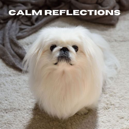 Calm Reflections_poster_image