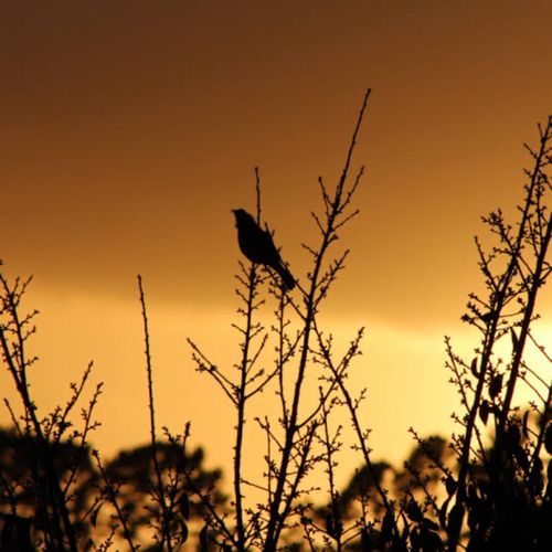 Birds In the Morning