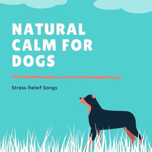 Dog Whisper cover art