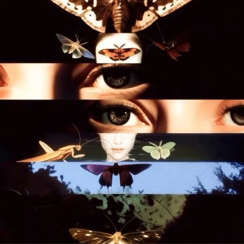 Nautilus cover art