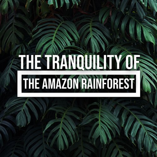 Relaxing Forest cover art