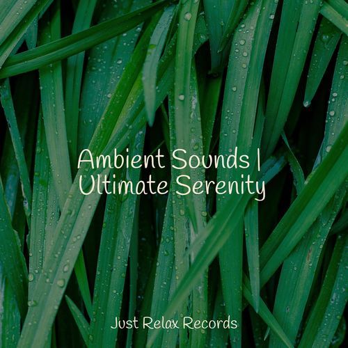 Ambient Sounds | Ultimate Serenity