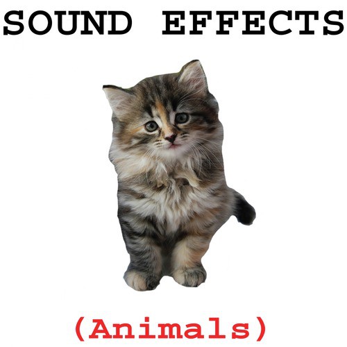 Jungle Animal Sounds - Song Download from Animal Sound Effects @ JioSaavn
